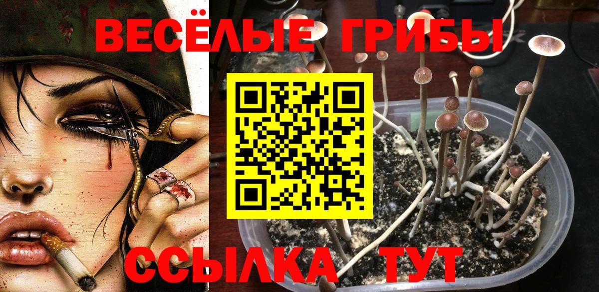 Псилоцибиновые грибы Psilocybe  Псилоцибиновые грибы мицелий  Касимов  продажа наркотиков  Вход с VPN 